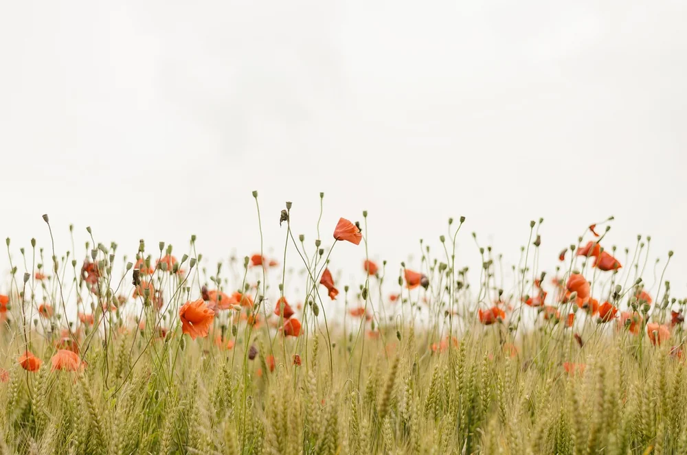 Red poppies in a sunlit field, from the Obitogy website